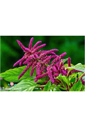 10 Adet Tohum Nadir Tilki Kuyruğu Çiçeği Tohumu Saksı Toprak