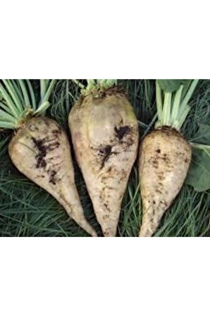 Tohum Şeker Pancarı Tohumu Beyaz Şeker Pancarı Tohumu-50 Adet