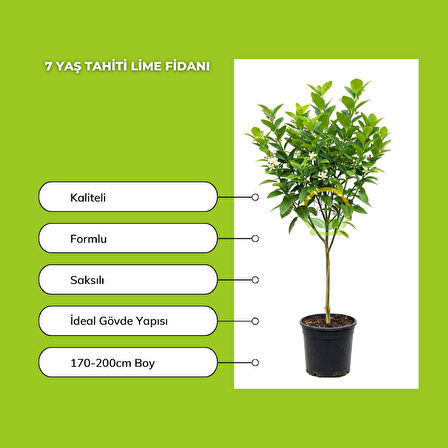 7 Yaş Tahiti Lime Fidanı *ÜZERİ ÇİÇEKLİ*