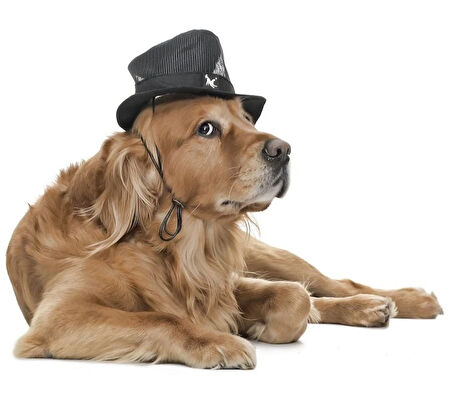 Küçük ve Orta Irk Köpekler için Şapka - Sanne