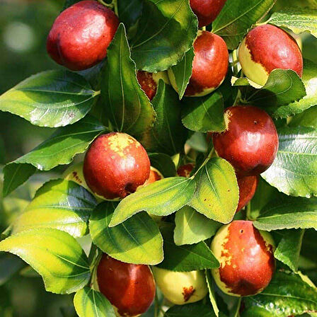 Ampul Şeklinde Meyveli İri Meyveli Dikensiz Hünnap Tohumu (2 adet) Nadir Tohum