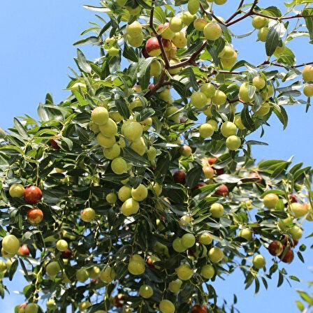 Ampul Şeklinde Meyveli İri Meyveli Dikensiz Hünnap Tohumu (2 adet) Nadir Tohum