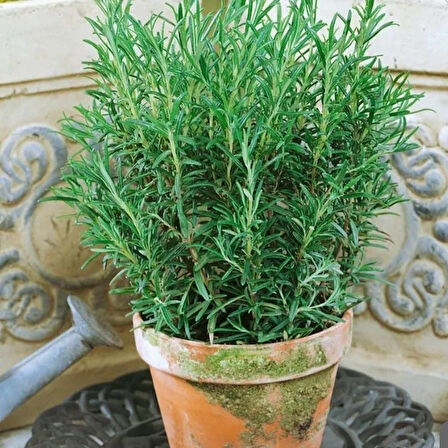 Nane Çay İçin Uygun Aromatik Saksılık Abraxas Baharatlık Biberiye Fidesi (2 adet)