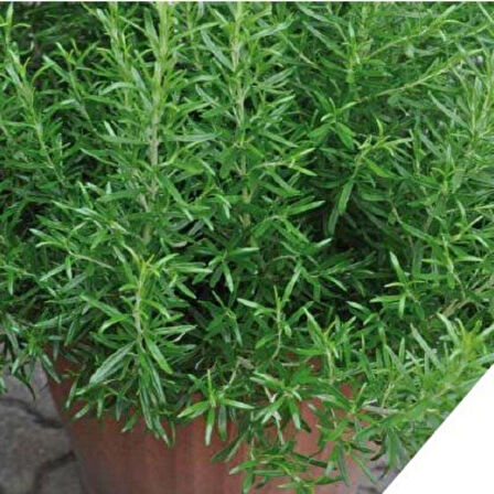 Nane Çay İçin Uygun Aromatik Saksılık Abraxas Baharatlık Biberiye Fidesi (2 adet)