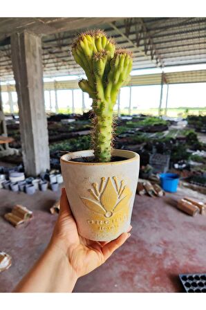 Dekoratif Saksıda Cereus Repandus Kaktüs