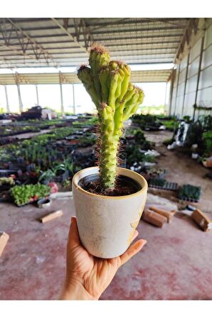 Dekoratif Saksıda Cereus Repandus Kaktüs