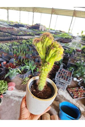 Dekoratif Saksıda Cereus Repandus Kaktüs