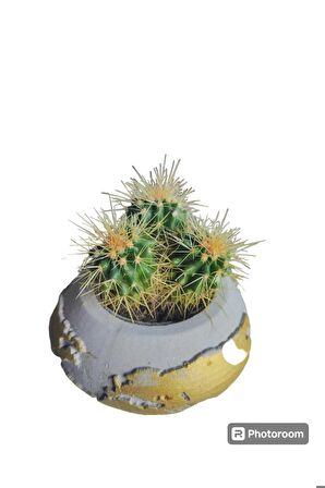 Dünya taş saksıda Altınfıçı Kaktüsü (Echinocactus grusoni) 15 cm