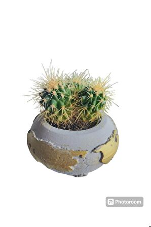 Dünya taş saksıda Altınfıçı Kaktüsü (Echinocactus grusoni) 15 cm