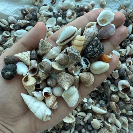 120 Adet, Akvaryum dekor, Teraryum,Saksı, Süsleme için Karışık Dekoratif Doğal Deniz Kabukları