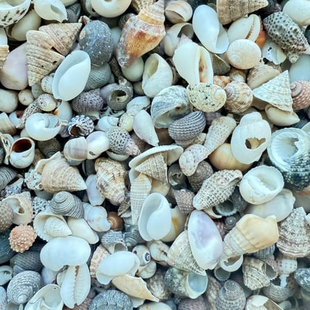 120 Adet, Akvaryum dekor, Teraryum,Saksı, Süsleme için Karışık Dekoratif Doğal Deniz Kabukları