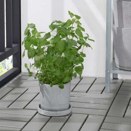 Saksı altlığı, açık gri, 15 cm