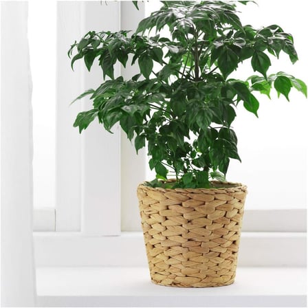 FRIDFULL 12 CM HASIR SAKSI DOĞAL SÜ SÜMBÜLÜ