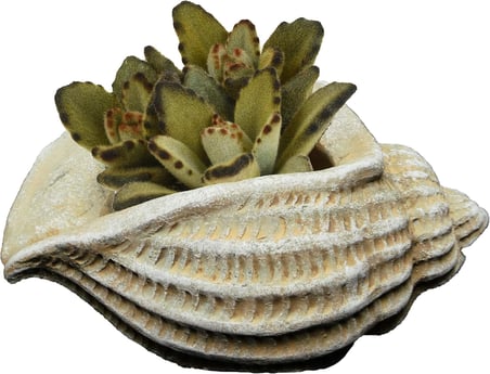 Classic Home and Garden 260024-C149 Jagger Kabuğu Sukulent Saksısı, Kum
