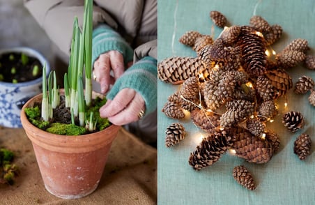 The Get-Ahead Christmas Cook: The indispensable companion for effortless festive entertaining