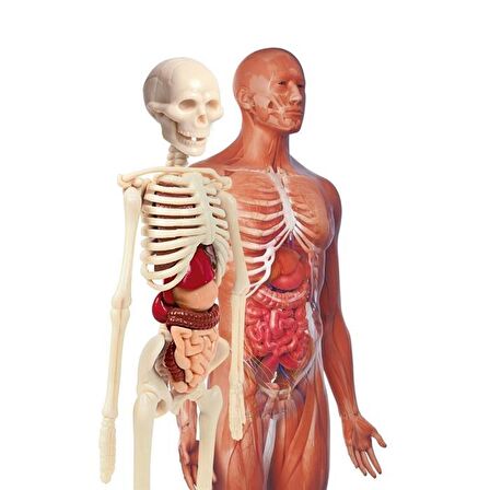 Clementoni İlk Keşiflerim - İnsan Anatomisi 64297 Lisanslı Ürün