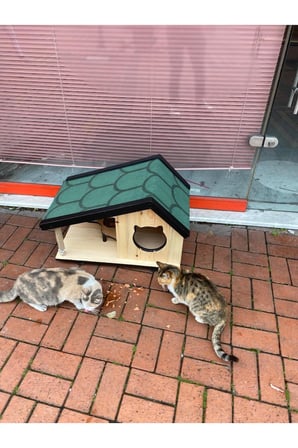 Reyo Narım Ahşap Mama Standlı Tırmalama Tahtalı Özel Tasarım Kedi Barınağı, Kedi Barınağı 74x45 cm