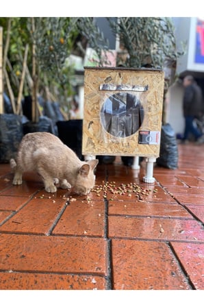 Reyo Narım Dış & Iç Mekan Ahşap Kedi Yuvası, Kedi Barınağı 35x40x35 Monteli Teslimat