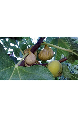 Nazilli Kuru Inciri 1 Kg - Doğal Ve Işlem Görmemiş -