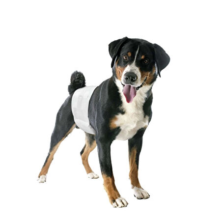 Camon Erkek Köpek Lastikli Bez L Beden: Sızdırmaz, Ayarlanabilir ve Konforlu