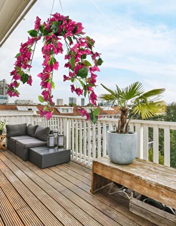 Yapay Çiçek Begonvil Fuşya Pembe Sarkaç Askılı Saksıda Balkon Çiçeği Çiçek Sepeti