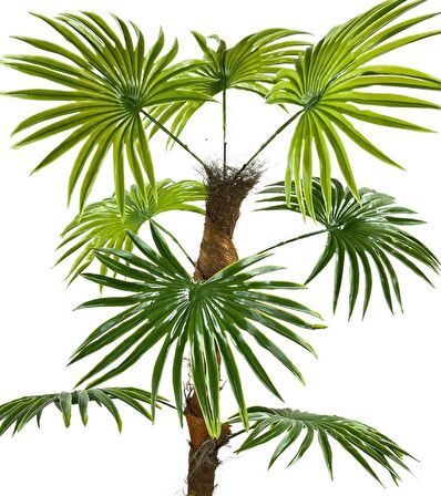 Yapay Ağaç Yelpaze Palmiye 8 Yaprak 85*55cm Siyah Aleminyum Saksı