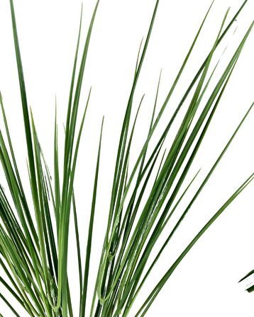 Yapay Çiçek Pastel Yeşil Grass Saz 50cm Bitki Yapay Çiçek Dekor Çiçeği Uzun Ot
