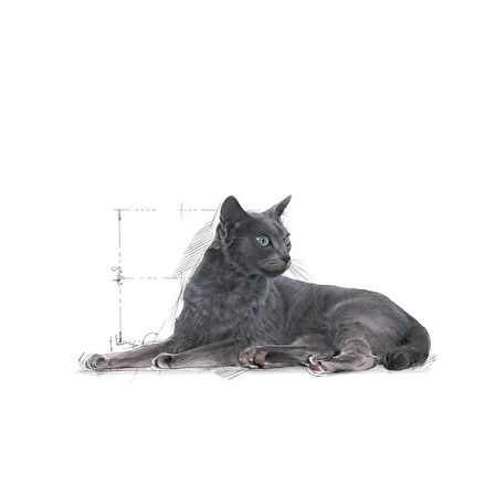 Royal Canin Sterilised Kısırlaştırılmış 7 Yaş ve Üzeri Kediler için Kuru Kedi Maması 3.5kg