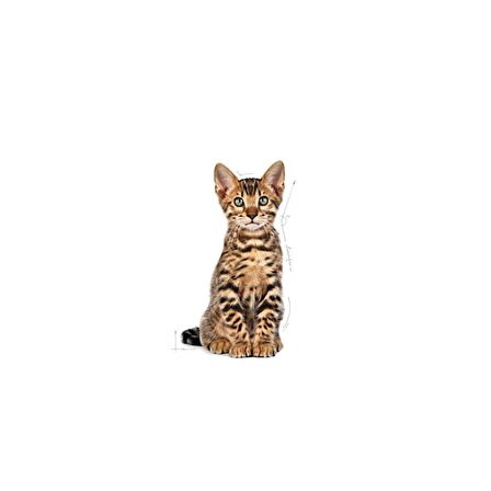 Royal Canin Sterilised Kısırlaştırılmış Yavru Kediler için Kuru Kedi Maması 2kg