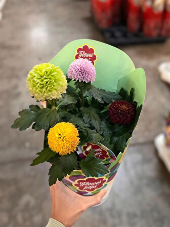 chrysanthemum abbe top (ithal top krizantem kasımpatı)