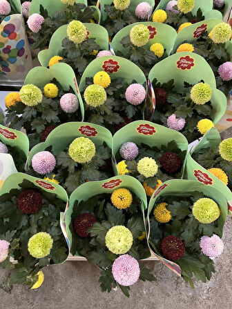 chrysanthemum abbe top (ithal top krizantem kasımpatı)