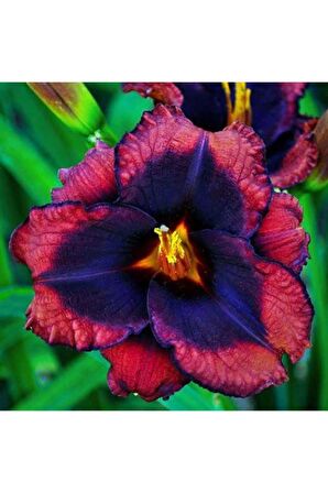 3 Adet Çift Renkli Özel Zambak Çiçeği Soğanı