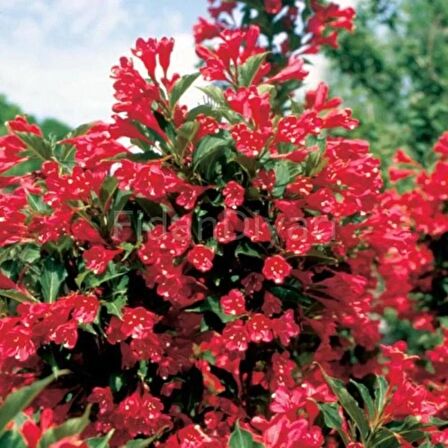 GELİN TACI ( WEIGELA FLORIDA (Kırmızı çiçekli Vangelya ) 30-40 CM Saksıda