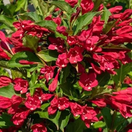 GELİN TACI ( WEIGELA FLORIDA (Kırmızı çiçekli Vangelya ) 30-40 CM Saksıda