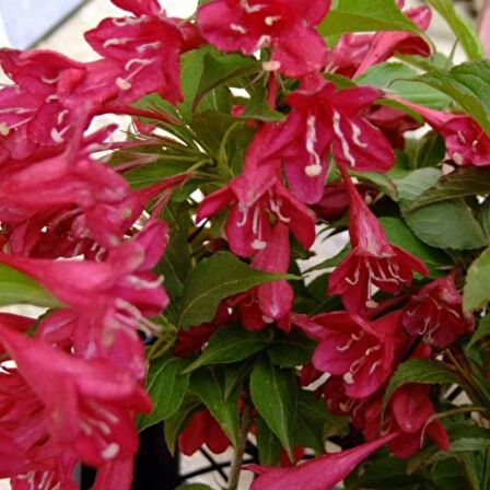 GELİN TACI ( WEIGELA FLORIDA (Kırmızı çiçekli Vangelya ) 30-40 CM Saksıda