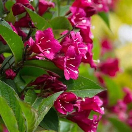 GELİN TACI ( WEIGELA FLORIDA (Kırmızı çiçekli Vangelya ) 30-40 CM Saksıda