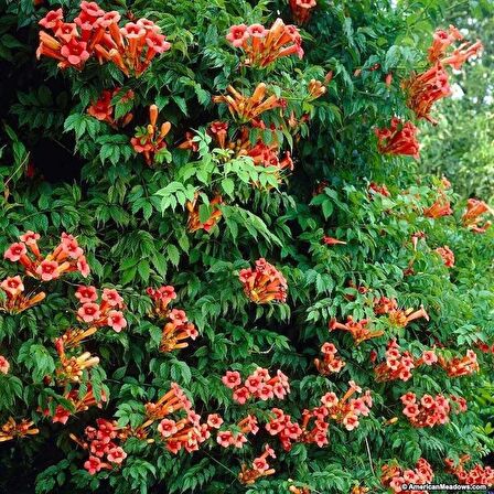 ACEM BORUSU ( CAMPSIS RADICANS ) 120-150 CM Saksıda