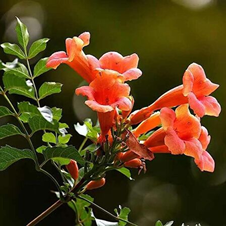 ACEM BORUSU ( CAMPSIS RADICANS ) 120-150 CM Saksıda