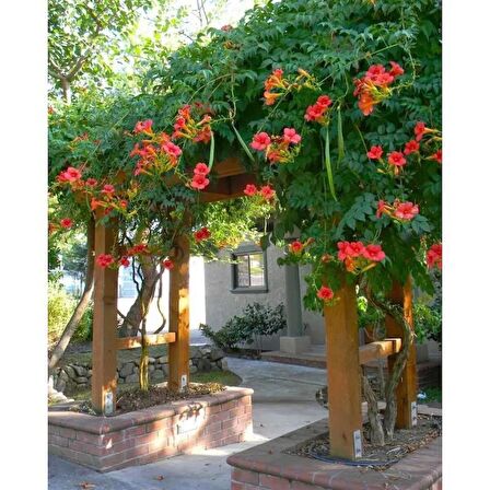 ACEM BORUSU ( CAMPSIS RADICANS ) 120-150 CM Saksıda