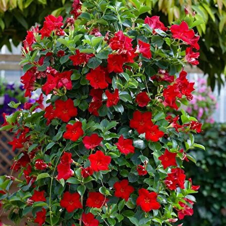 Mandevilla Çiçeği Sundavilla Mandavilla 50-70 CM Saksıda