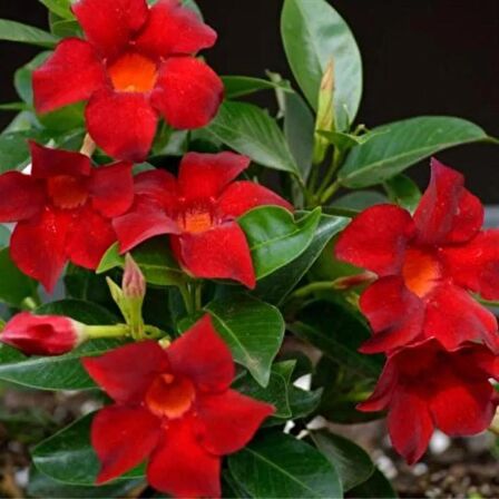 Mandevilla Çiçeği Sundavilla Mandavilla 50-70 CM Saksıda