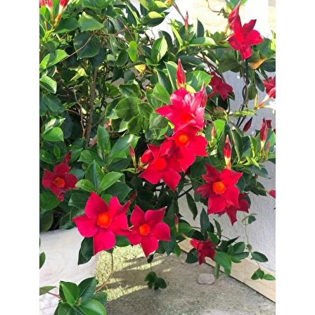 Mandevilla Çiçeği Sundavilla Mandavilla 50-70 CM Saksıda