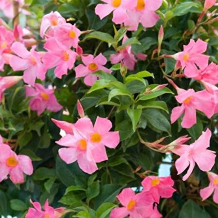 Mandevilla Çiçeği Sundavilla Mandavilla PEMBE 50-70 CM Saksıda