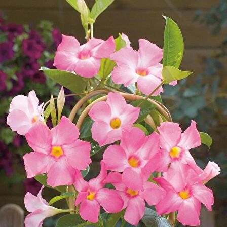 Mandevilla Çiçeği Sundavilla Mandavilla PEMBE 50-70 CM Saksıda