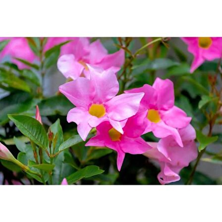 Mandevilla Çiçeği Sundavilla Mandavilla PEMBE 50-70 CM Saksıda