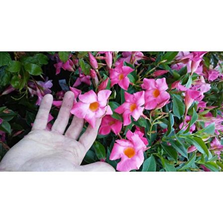 Mandevilla Çiçeği Sundavilla Mandavilla PEMBE 50-70 CM Saksıda