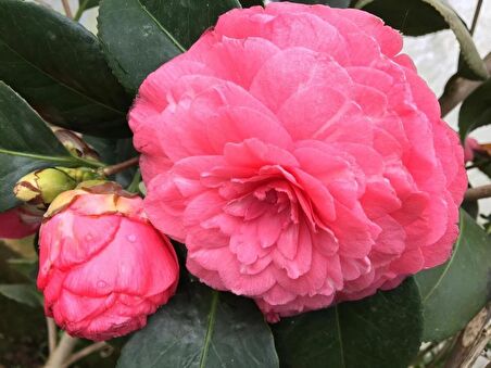 Kamelya Fidanı Pembe ( 80-120 ) Cm tüplü
