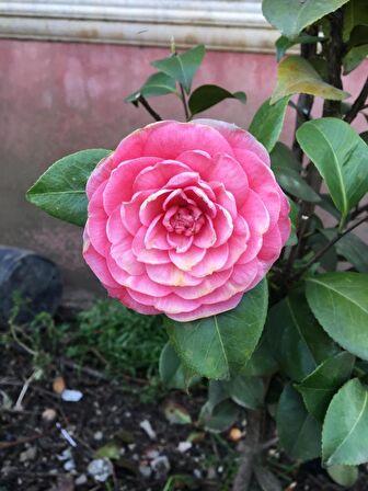 Kamelya Fidanı Pembe ( 80-120 ) Cm tüplü