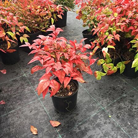 Cennet Bambusu Bitkisi ( Nandina Domestica ) 25-30 CM Saksıda