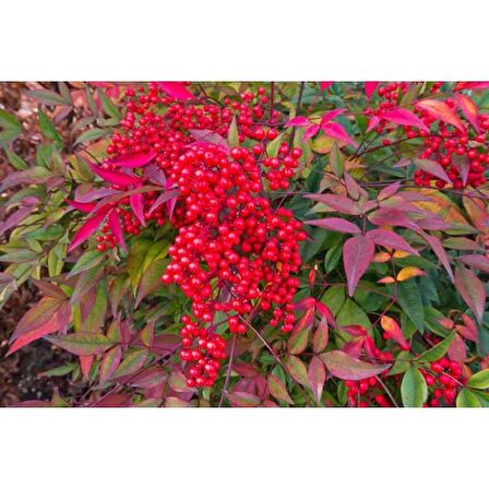 Cennet Bambusu Bitkisi ( Nandina Domestica ) 25-30 CM Saksıda